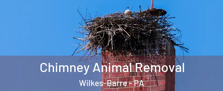 Chimney Animal Removal Wilkes-Barre - PA