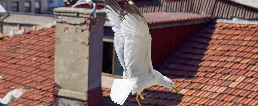 Residential Chimney Animal Removal Solution in Wilkes-Barre, PA