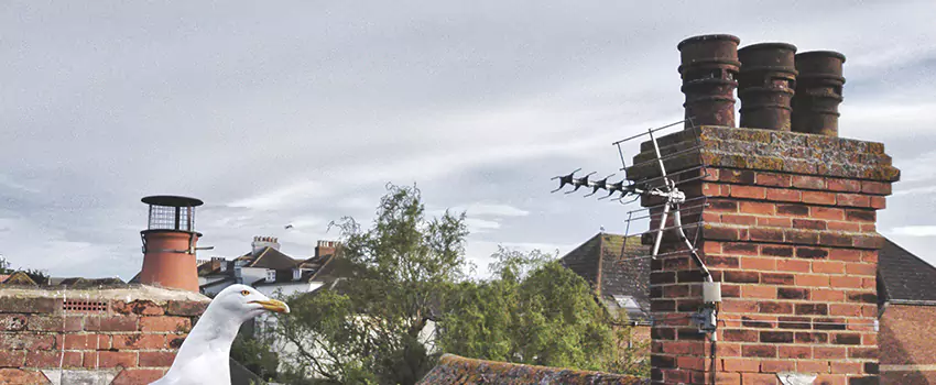 Chimney Cleaning And Restoration in Wilkes-Barre, Pennsylvania